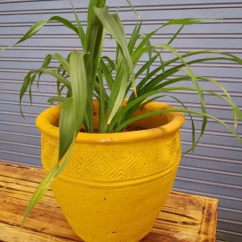 African Lily/ Agapanthus africanus/ Lily of the Nile