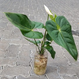 Anthurium plant-Red