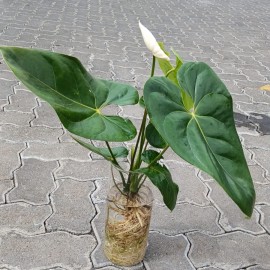 Anthurium plant- White flower