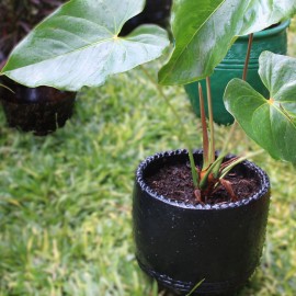 Anthurium/ Anthurium Andraeanum/ Flamingo Flower