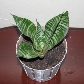 Bird's Nest Snake Plant 