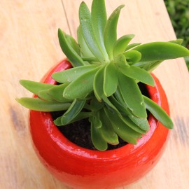 Crassula capitella campfire