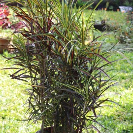 Croton Zanzibar/ Codiaeum variegatum 'Zanzibar' 