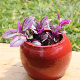 Tradescantia Nanouk, Clay pot - painted Red pot small pot size