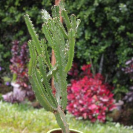 Euphorbia lactea 