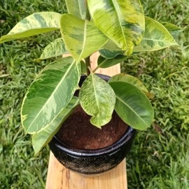 Ficus elastica schrijveriana