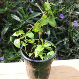 Golden Pothos (Money Plant) - Black planter, medium size