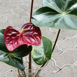 Hydroponic Dwarf Anthurium
