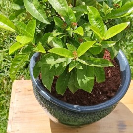 Ixora chinensis/ Ixora coccinea 