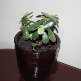 Jade Plant /Crassula ovata