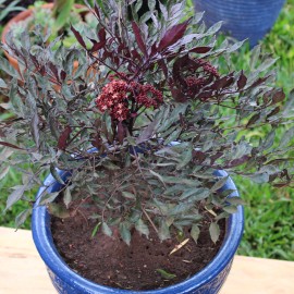 Leea coccinea,Rubra - clay pot, painted blue large size