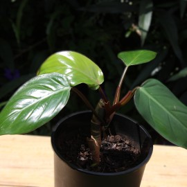 Philodendron Red Emerald- Planter, Black small size