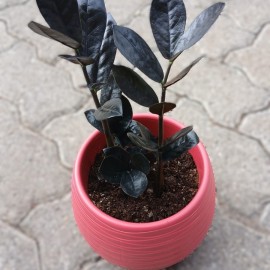Raven ZZ/ Zamioculcas zamiifolia, coral pink planter