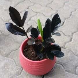 Raven ZZ/ Zamioculcas zamiifolia, coral pink planter