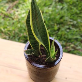 Sansevieria trifasciata/Snake Plant- clay pot, painted Mahogany small medium pot size