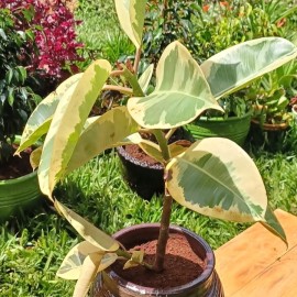 Variegated Rubber plant/ Ficus Elastica Variegata