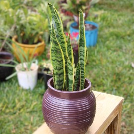 Yellow Striped Snake Plant