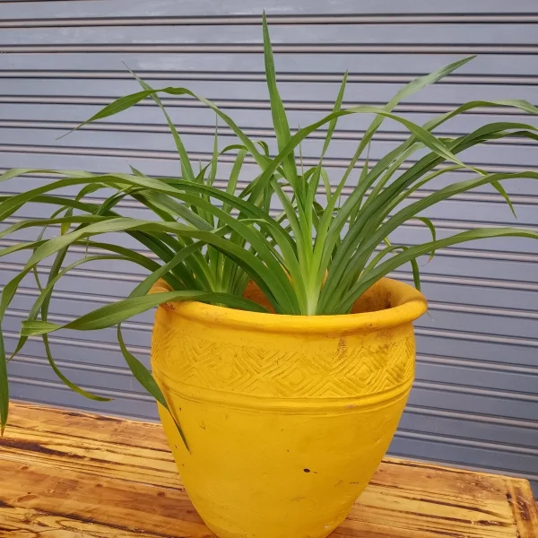 African Lily - Clay pot, painted yellow Small Pot Size