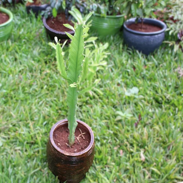 African Milk Tree (Euphorbia trigona)- Clay pot, painted Mahogany medium pot size