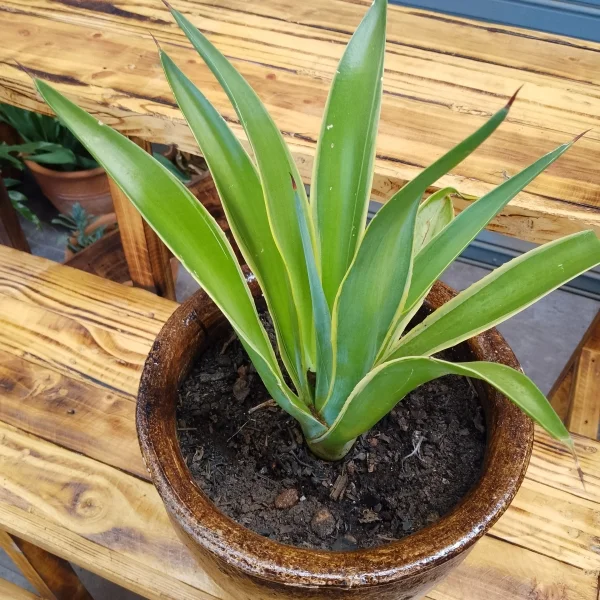 Agave/ Foxtail agave - Clay pot, painted mahogany Small Pot Size