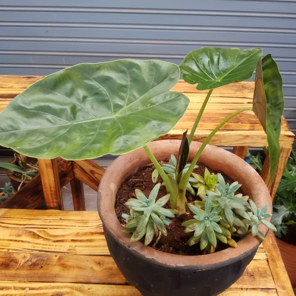 Alocasia Wentii / Elephant Ear - Clay Pot, Painted Black Medium Pot Size