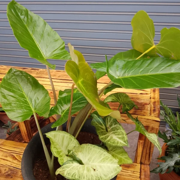 Anthurium - Clay Pot, Painted Black Small Pot Size