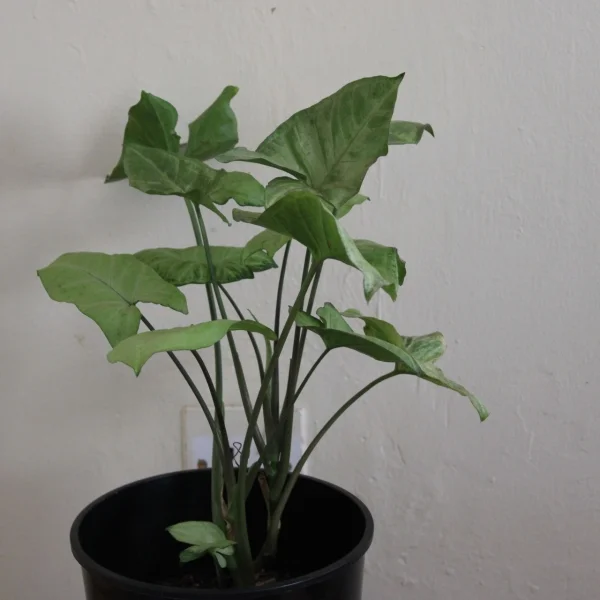 Arrowhead plant - Clay pot, not painted Small Pot Size