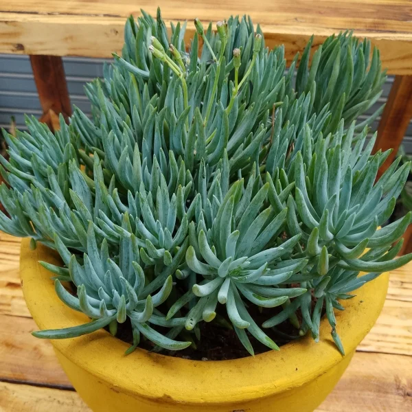 Blue Chalksticks Plant - Clay Pot, Painted Yellow Small Pot Size
