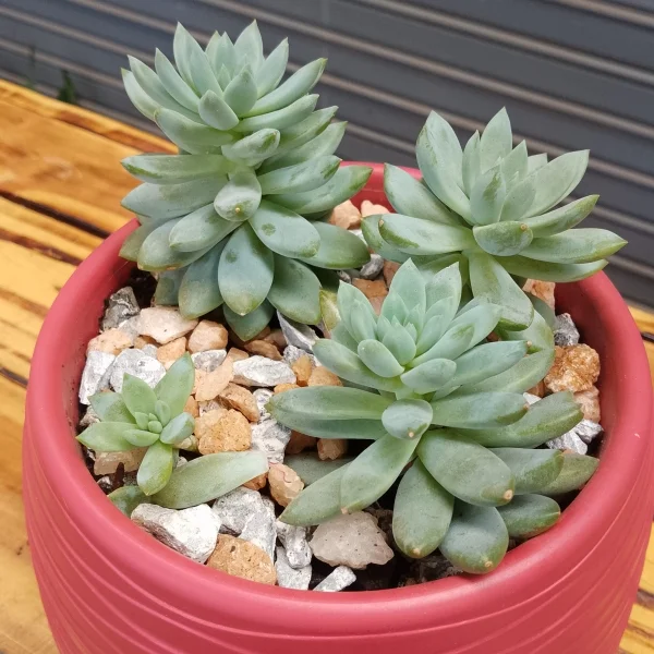 Blue Elf Echeveria - Red planter, small Pot Size