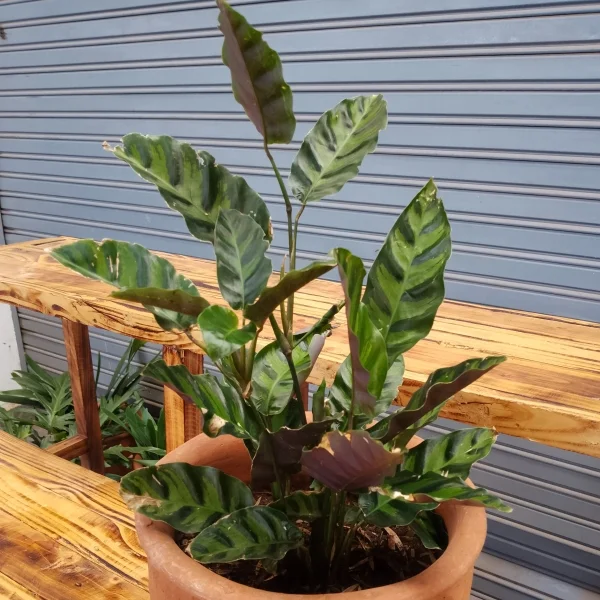 Calathea plant - Clay Pot, Not Painted Small Pot Size