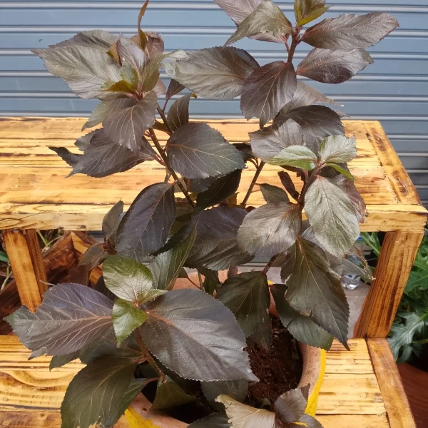 Copper leaf/ Jacob's coat - Clay pot, painted yellow Small Pot Size