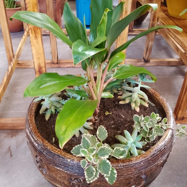Cordyline Fruticosa - Clay pot, painted mahogany Large Pot Size