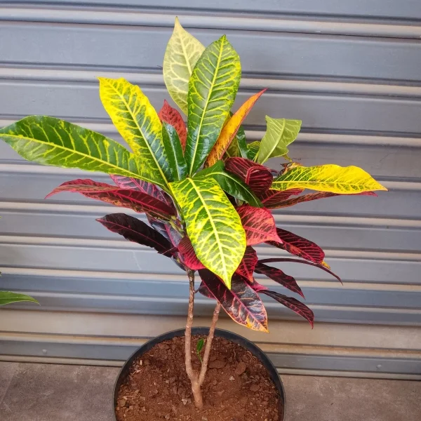 Croton plant/ Codiaeum Variegatum - Black planter, Large Pot Size