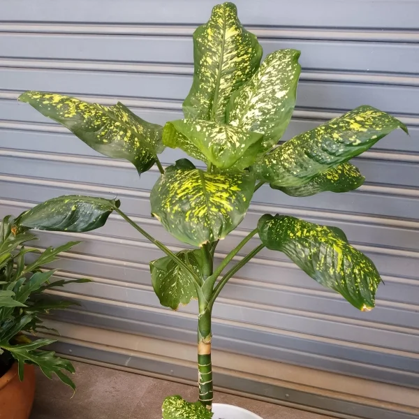 Dumb Cane plant - White planter Large Pot Size