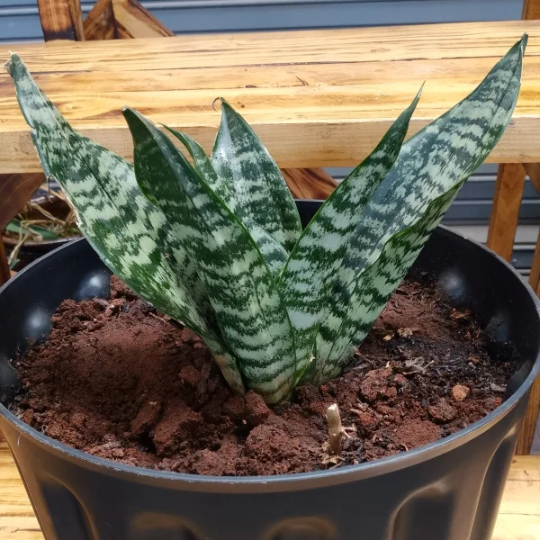Dwarf snake plant - Black planter Large Pot Size