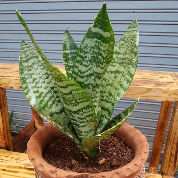 Dwarf snake plant - Clay pot, not painted Small Pot Size