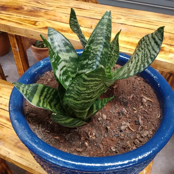 Dwarf snake plant - Clay pot, painted blue Medium Pot Size