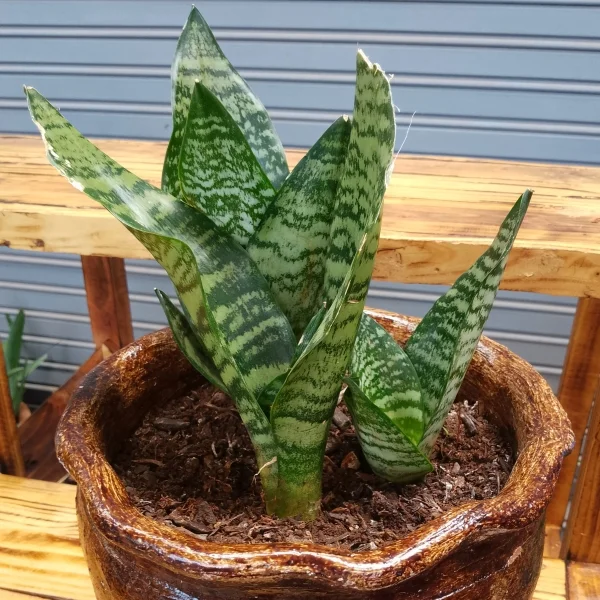 Dwarf snake plant - Clay pot, painted mahogany Small Pot Size