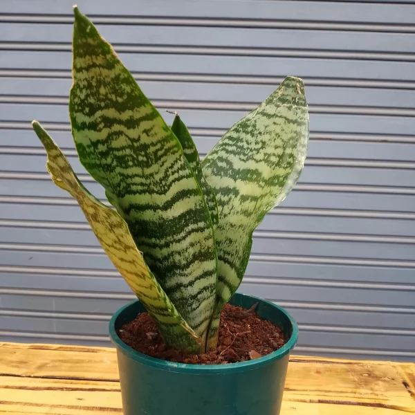 Dwarf snake plant - Green planter Very small Pot Size