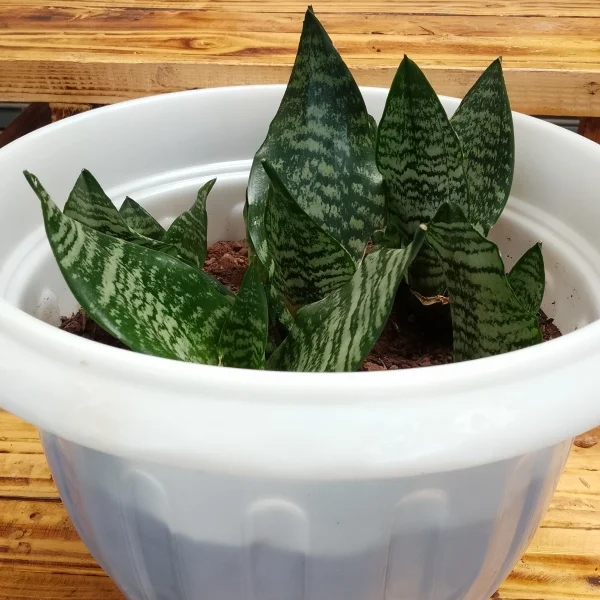 Dwarf snake plant - White planter Large Pot Size