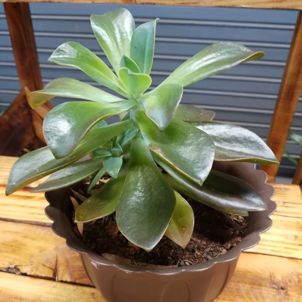 Echeveria Black Prince - Brown Planter Very Small Pot Size
