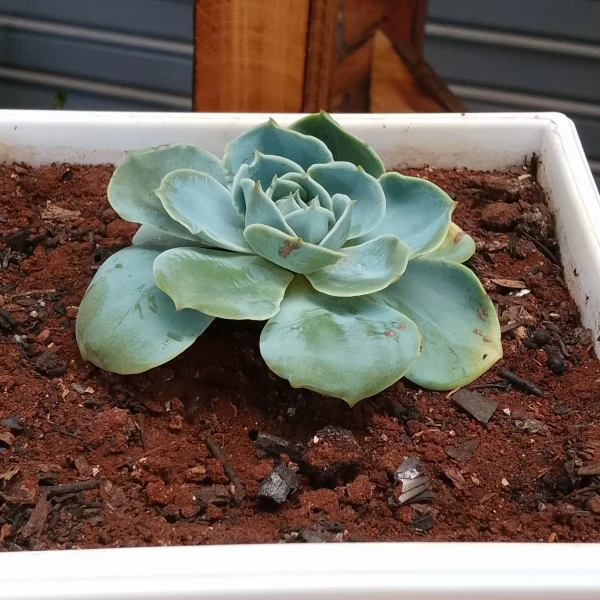 Echeveria Blue Succulent - White Planter Very Small Pot Size