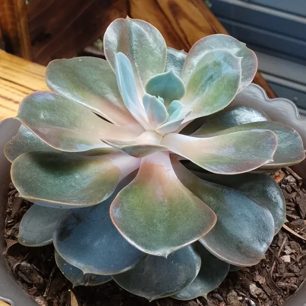 Echeveria Lilacina - Brown Planter Very Small Pot Size