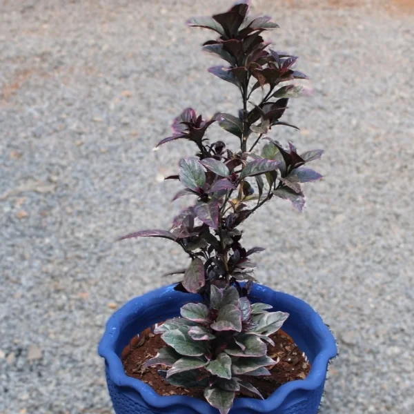 Eranthemum / Pseuderanthemum Atropurpureum - Clay Pot, Painted Blue Large Pot Size