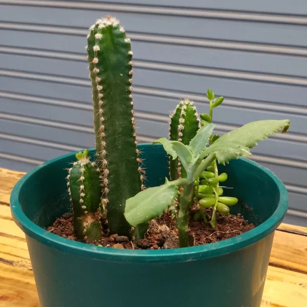 Fairy Castle Cactus - Green Planter Very Small Pot Size