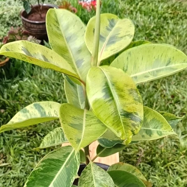 Ficus elastica schrijveriana - Clay pot painted Mahogany medium pot size