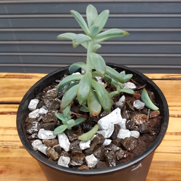 Graptopetalum Ghost Plant - Black Planter Very Small Pot Size
