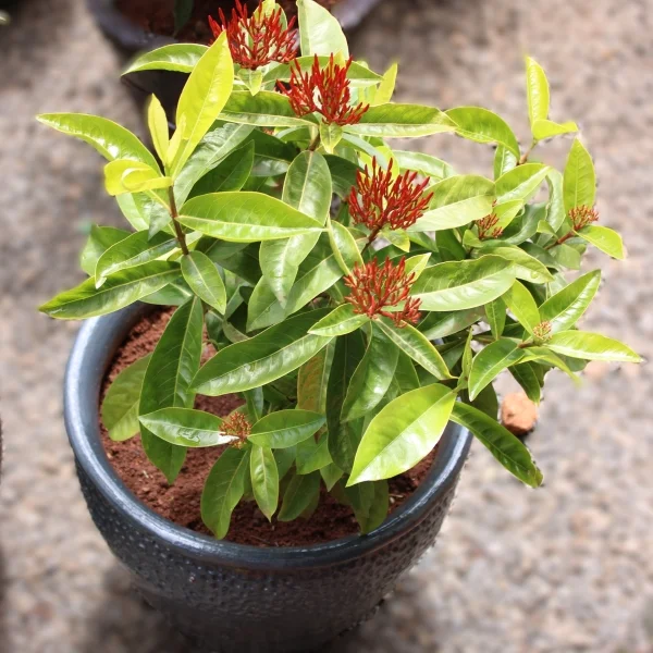 Ixora chinensis Ixora coccinea - clay pot, painted dark grey large pot size