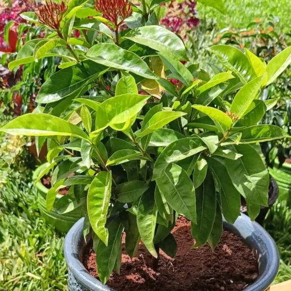 Ixora coccinea- Clay pot, painted dark grey large pot size 