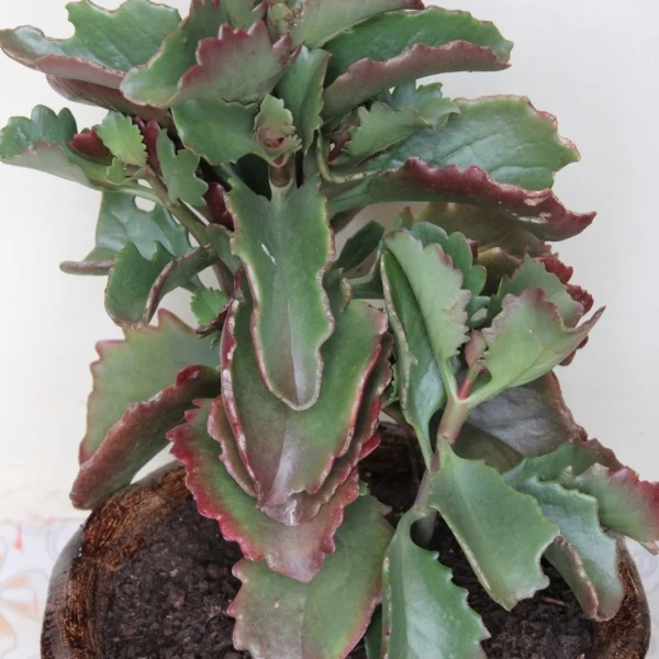 Kalanchoe Longiflora - Clay Pot, Painted Mahogany Small Pot Size